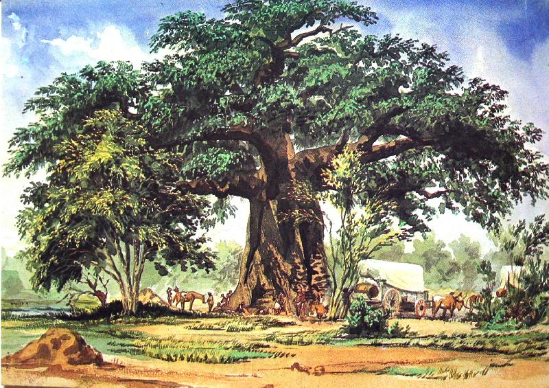 Thomas Baines Baobab Tree Spain oil painting art